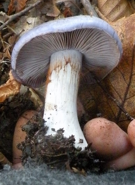 Cortinarius violetto: Cortinarius caerulescens?
